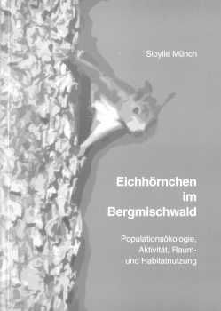 Eichhörnchen im Bergmischwald