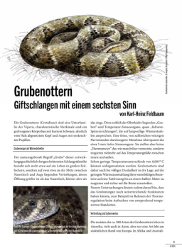 Grubenottern Giftschlangen mit einem sechsten Sinn (Heft 4-2023)