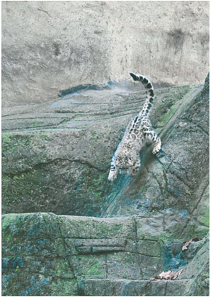 Zoo Basel Geschäftsbericht 2011