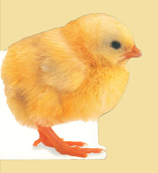 Küken (Konturen-Bilderbuch)